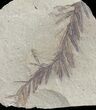 Metasequoia (Dawn Redwood) Fossil - Montana #62284-1